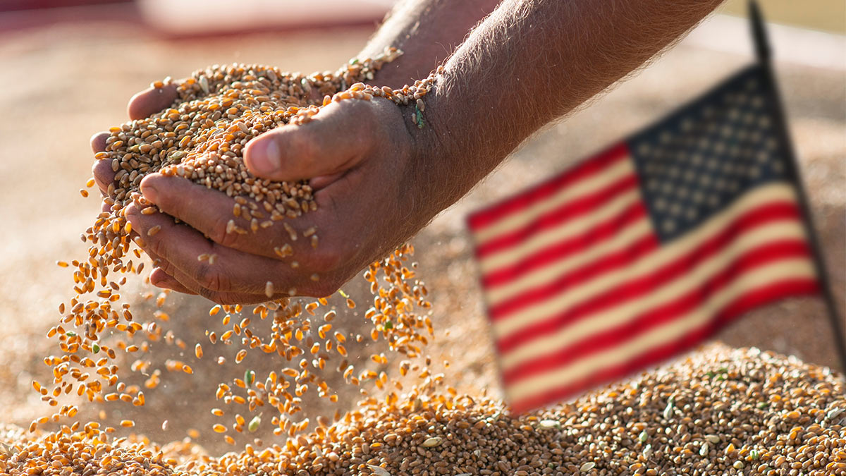 Цена пшеницы в США выросла на 8,2% после заявлений Минобороны РФ