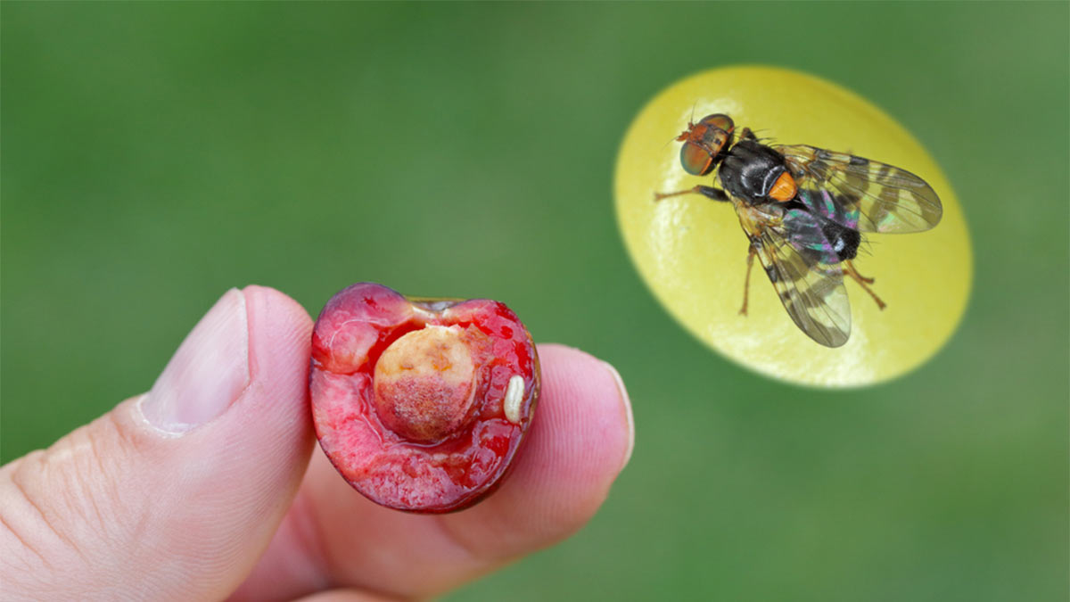 Эксперт дала советы, как бороться с вишневой мухой