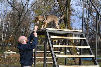 Российских девелоперов обяжут строить площадки для собак