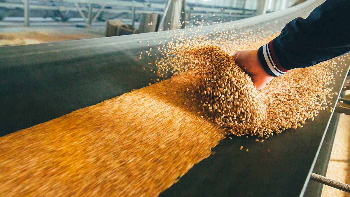 Минсельхоз сообщил о росте экспорта зерна из России в 2,2 раза
