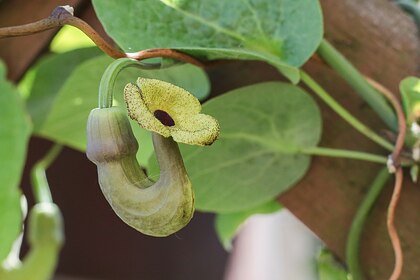 Биологи открыли хищный цветок с уникальным запахом
