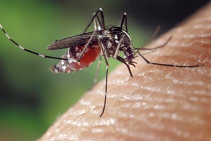 Россиян предупредили об опасных инфекциях после укусов комаров