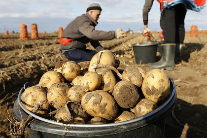 Россиян предупредили о резком подорожании картофеля