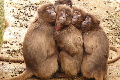 Иммунолог раскрыл настораживающую особенность вспышки оспы обезьян