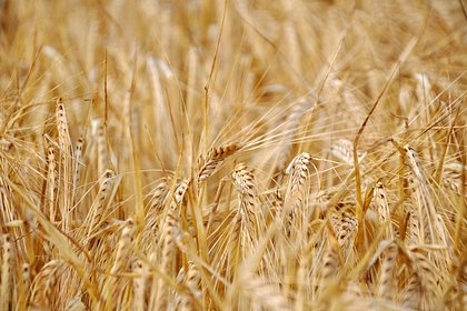 В России усомнились в продлении зерновой сделки
