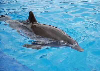 Власти прокомментировали ситуацию с выброшенными в море дельфинами в Севастополе