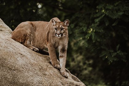 11-    