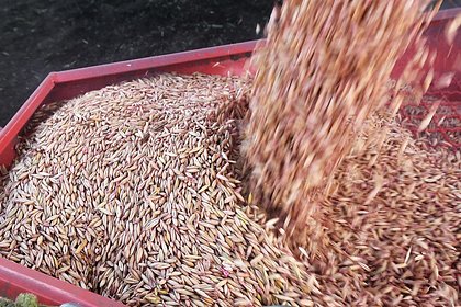 В Польше раскритиковали позицию Украины по импорту зерна