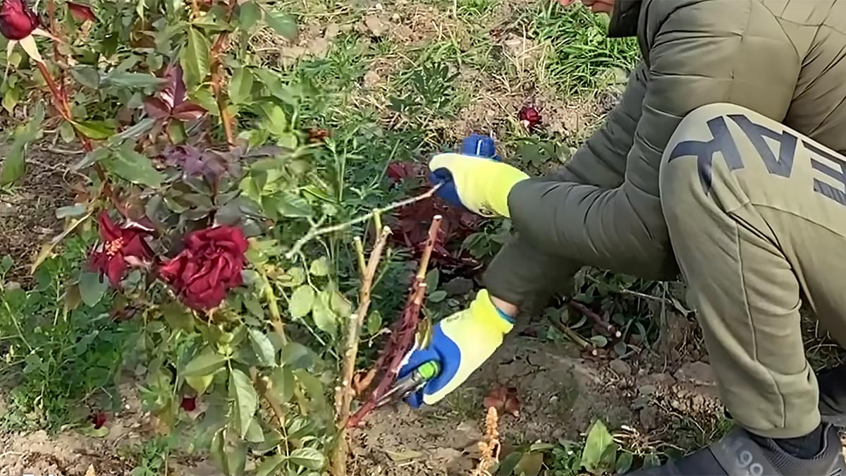 ,         